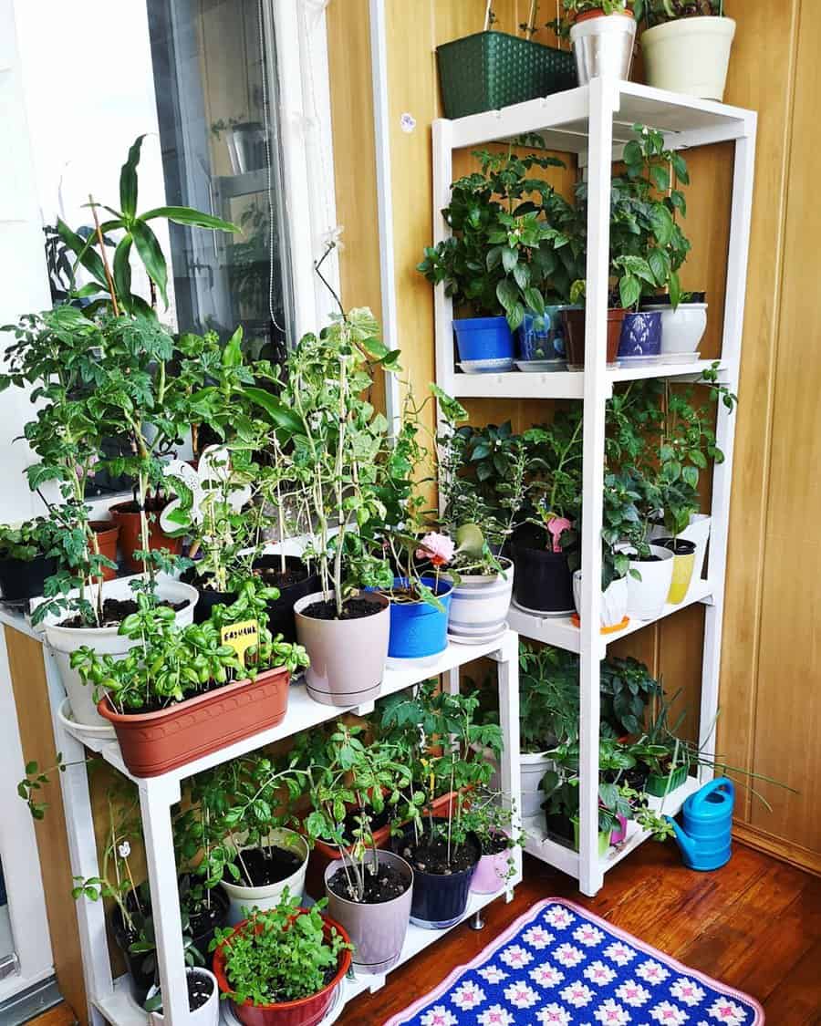 Lush balcony garden with white shelves filled with potted plants, herbs, and flowers, creating a cozy green space with a wooden floor