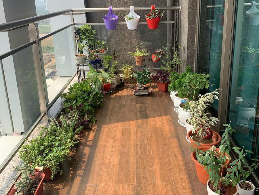 A balcony garden with various potted plants, some hanging; wooden floor, glass railing