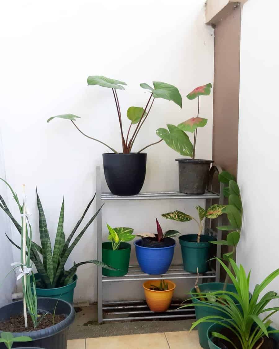 Plant shelf