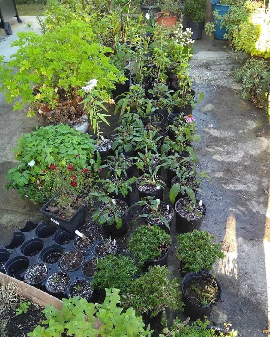 plastic potted garden