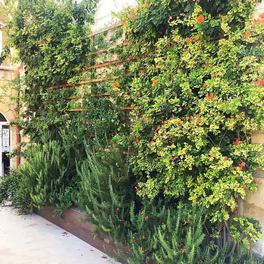 A lush green wall with climbing plants and small orange flowers on a wooden trellis next to a stone path