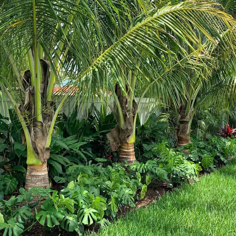 Lush Florida landscape with towering palm trees and vibrant monstera plants, creating a tropical, shaded garden with rich greenery and a well-manicured lawn