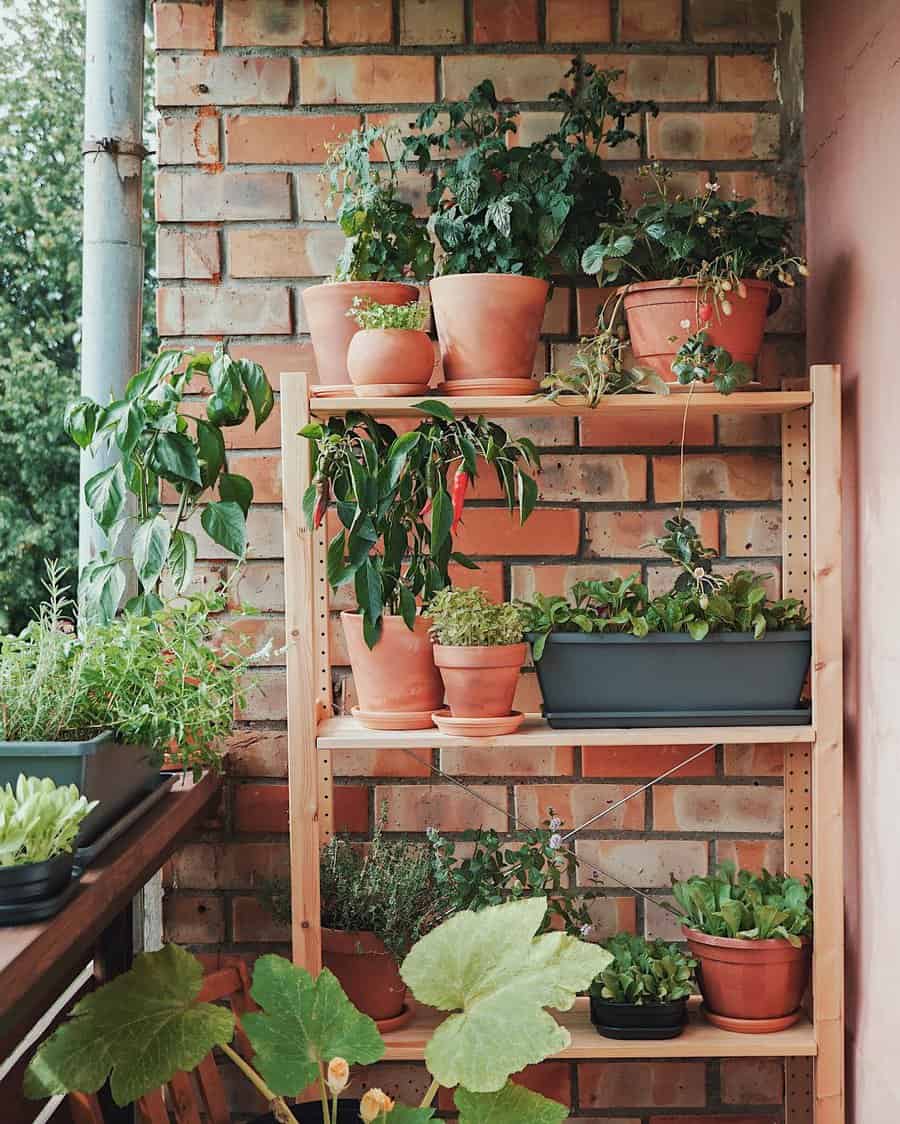 Balcony garden with wooden shelves holding terracotta pots of herbs, peppers, and leafy greens against a rustic brick wall