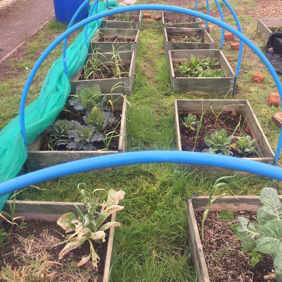 Garden boxes raised beds