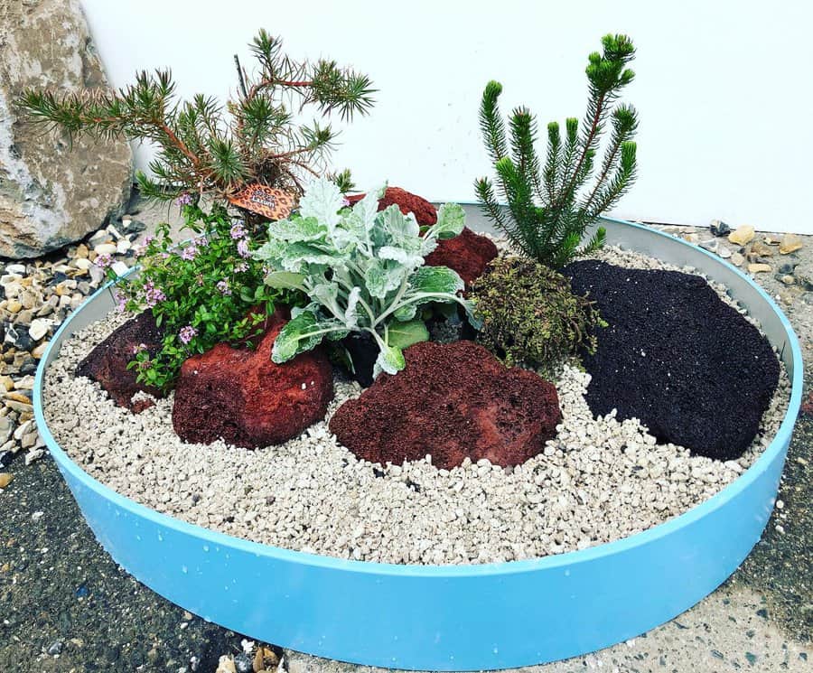 DIY succulent tray garden