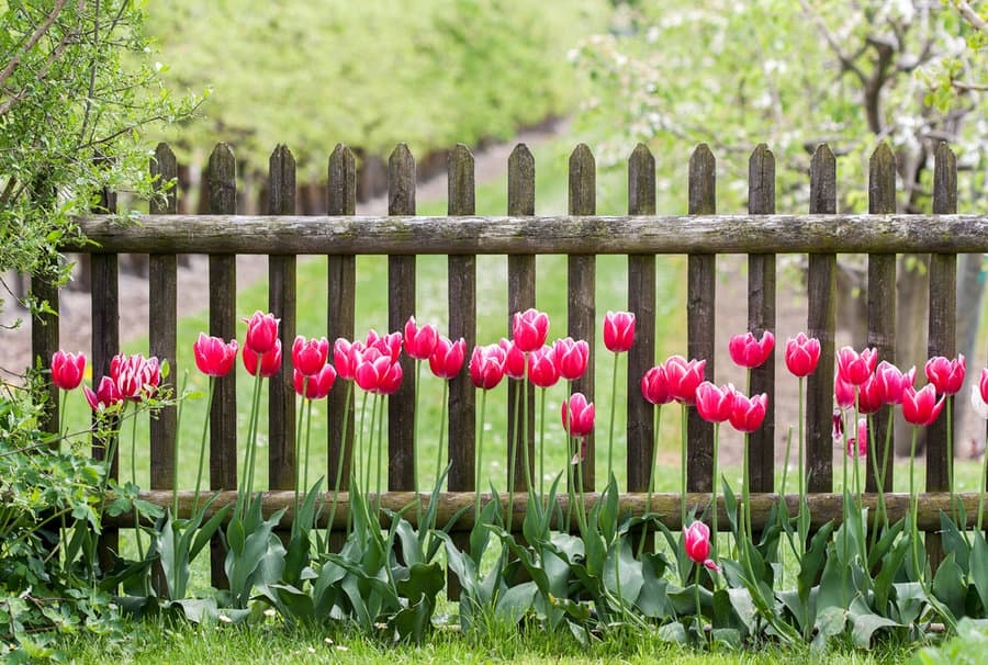 Rustic picket fence 