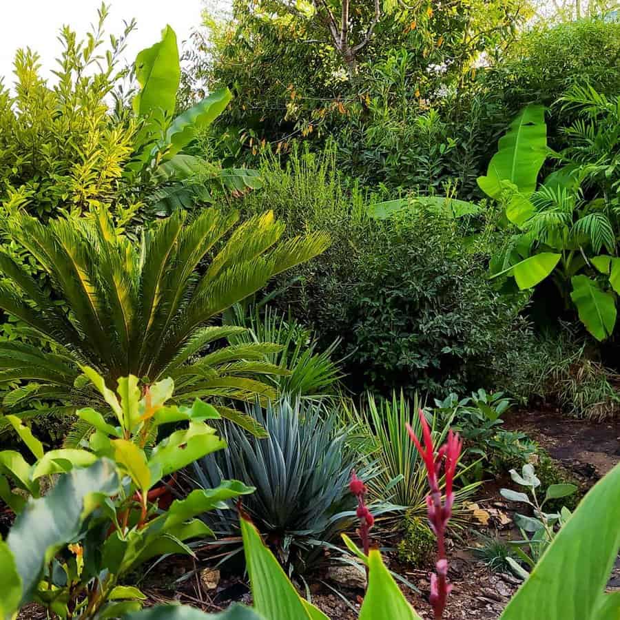 tropical garden with small palm trees