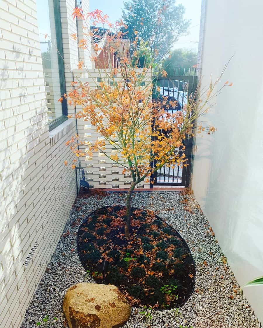 Small tree with orange leaves in a narrow courtyard, surrounded by gravel and a large rock, next to a brick wall and a wooden gate