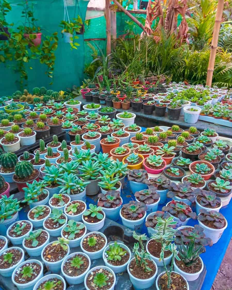 Flat bed container bed with multiple pots