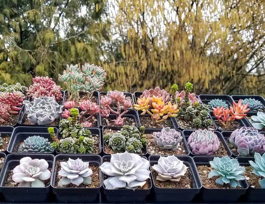 Flat bed container bed with multiple pots