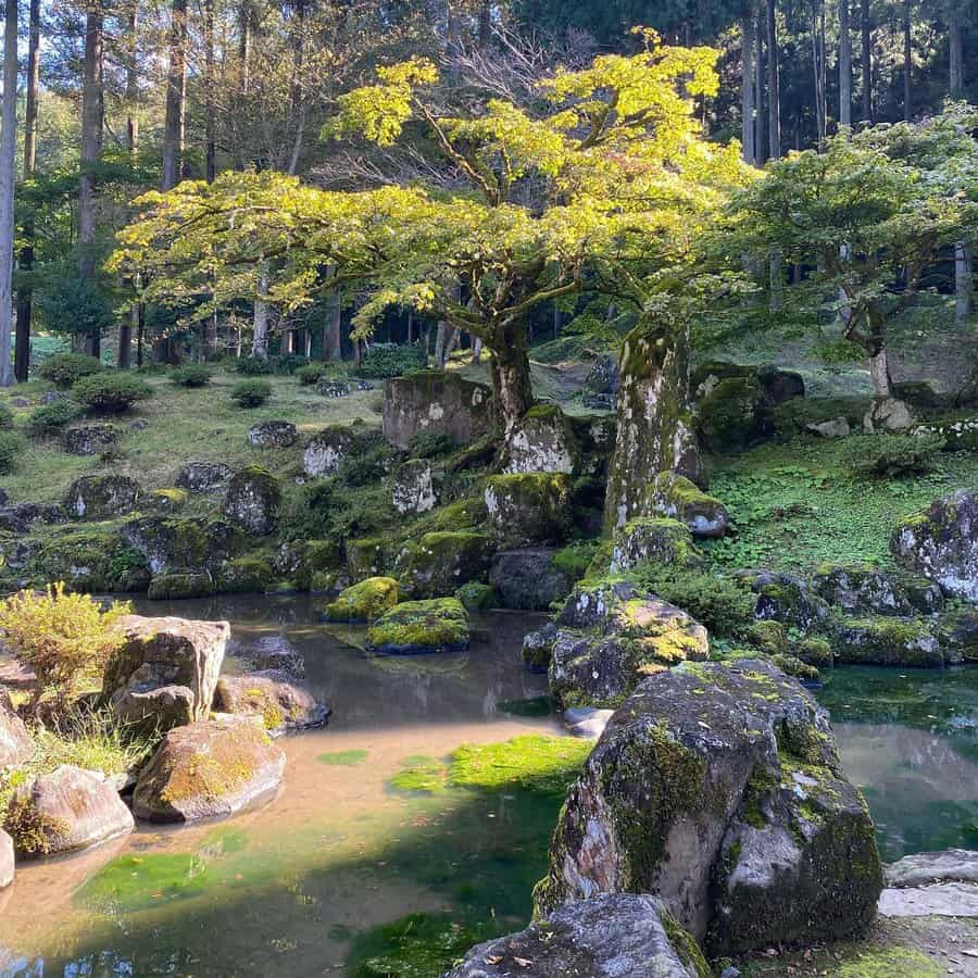 Tranquil Japanese garden with a pond, moss-covered rocks, and a large tree with dappled sunlight filtering through the leaves