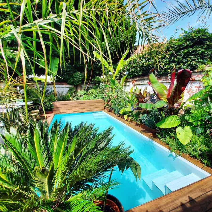 A small rectangular pool surrounded by lush tropical plants under a clear blue sky