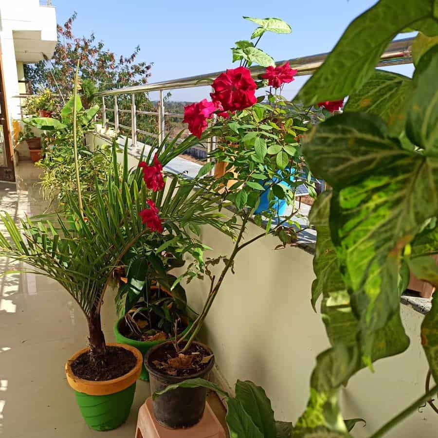 A sunny balcony garden with potted plants, including a palm and blooming red flowers, next to a railing