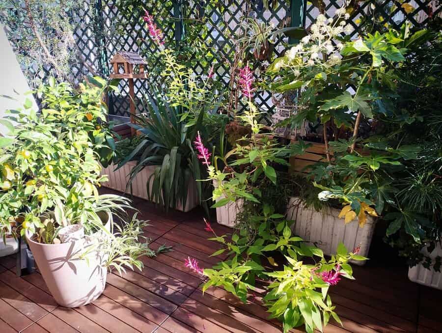 Lush tropical balcony garden with potted plants, wooden flooring, trellis fencing, and a small birdhouse, creating a serene green retreat