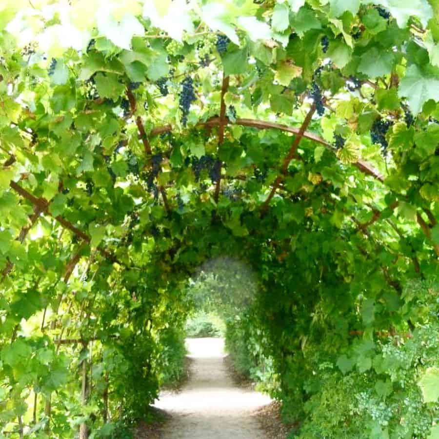 Vine covered arbors