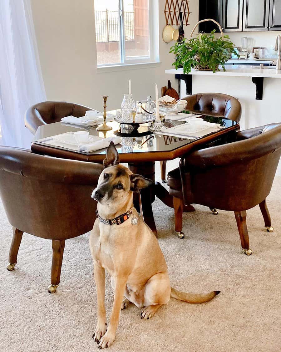 midcentury modern dining room