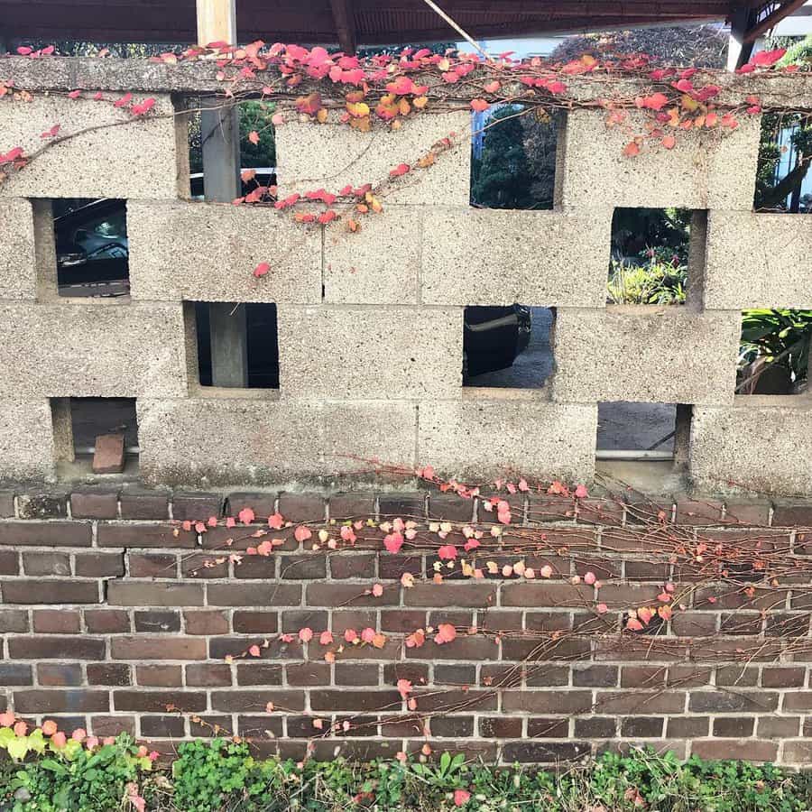 Vines with red leaves climb a brick and cinder block wall with square openings