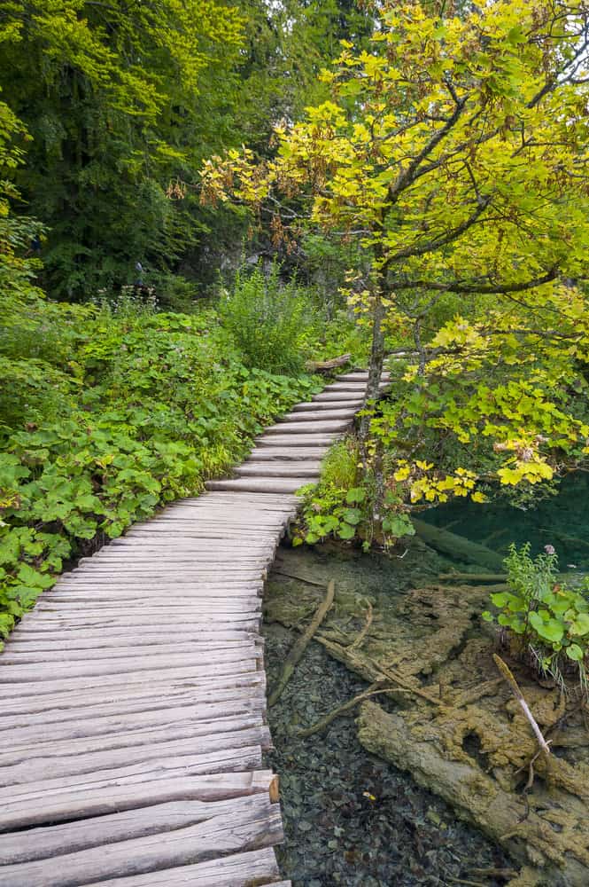 Wood garden path