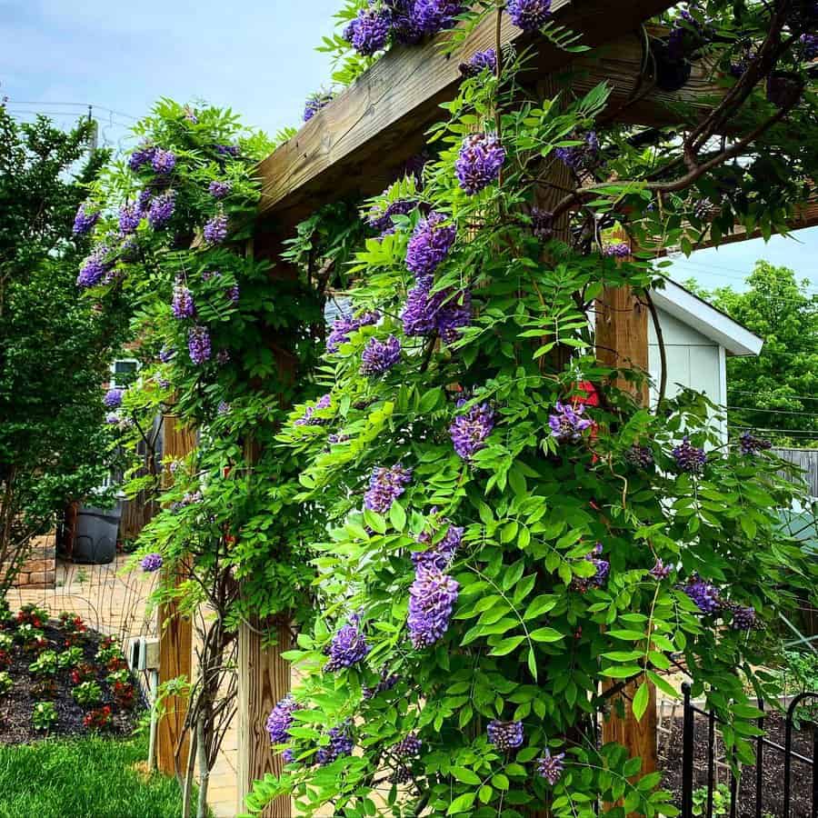 Arbor covered in purple wisteria blooms