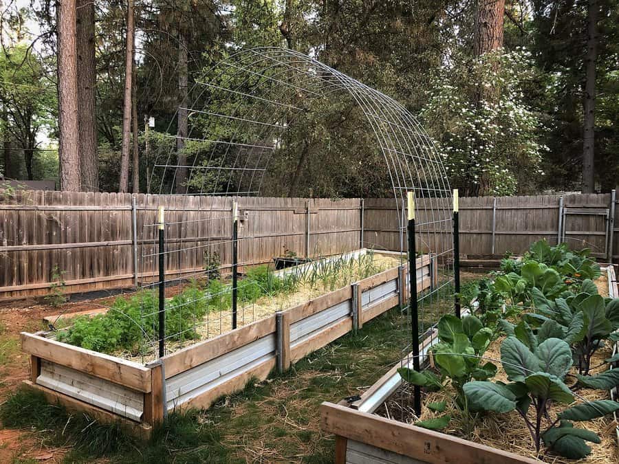 Metal arch and raised garden beds in backyard