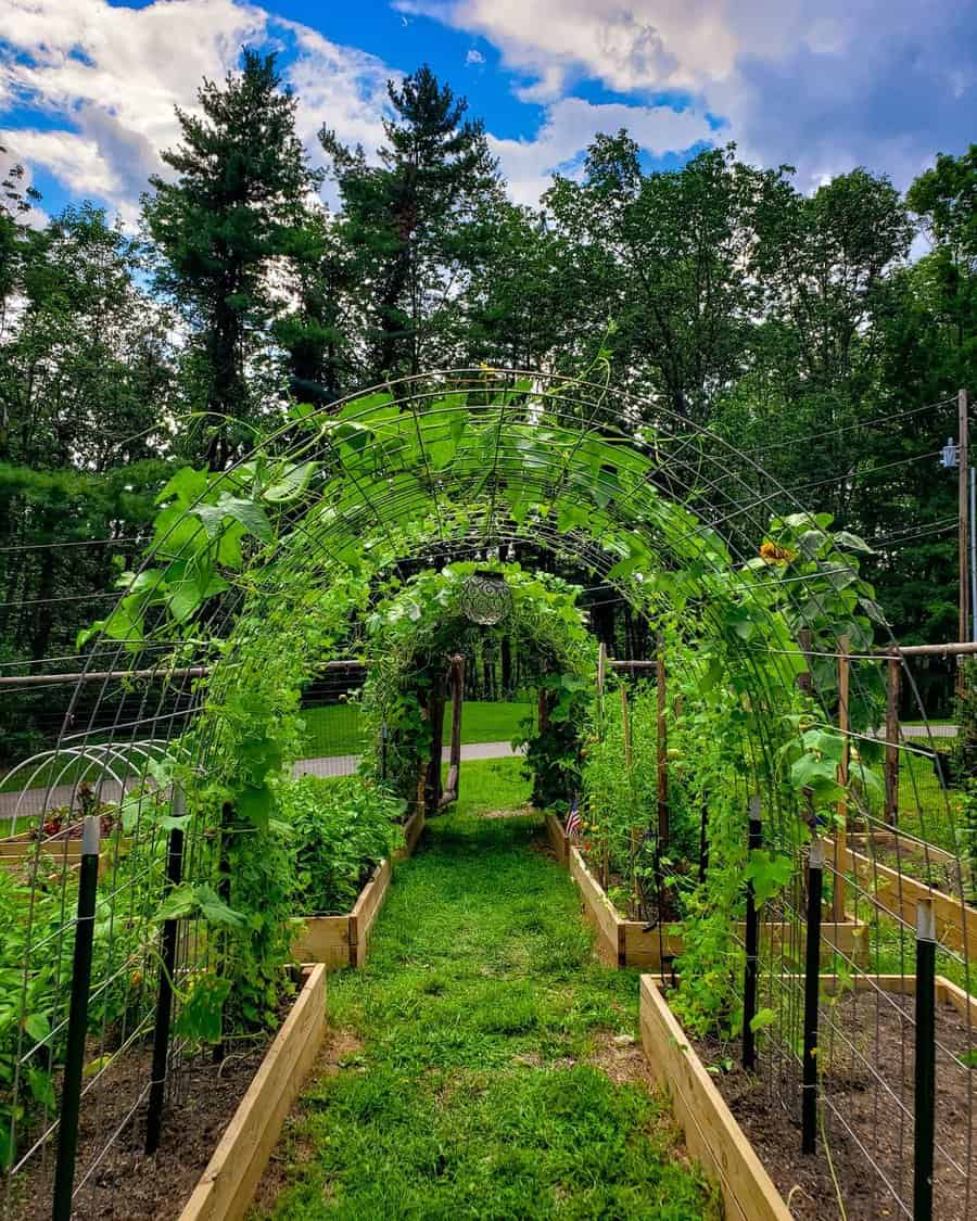 Green garden archway with vines in sunny backyard