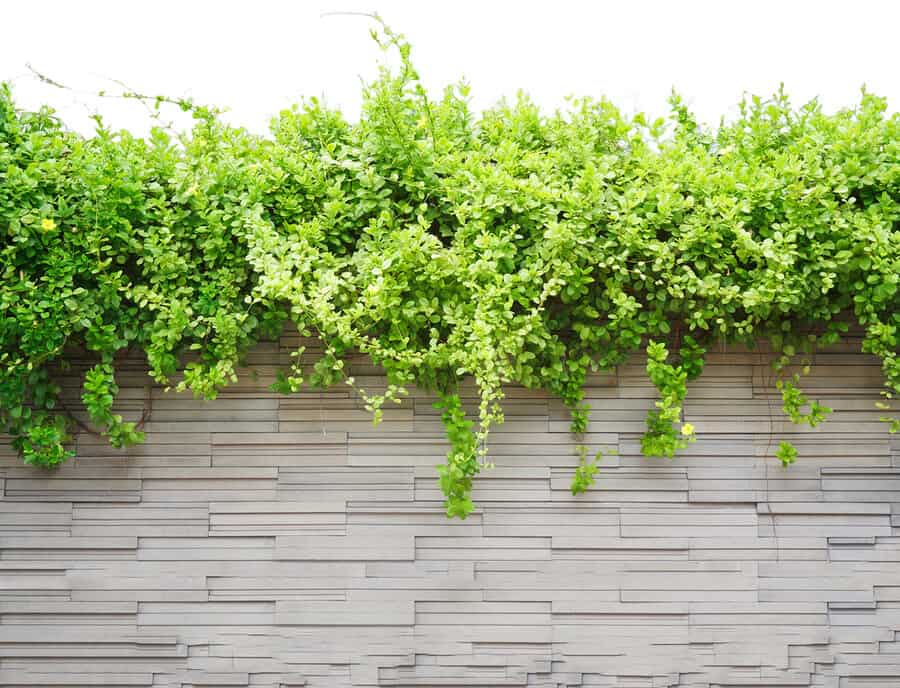 Exposed brick garden wall