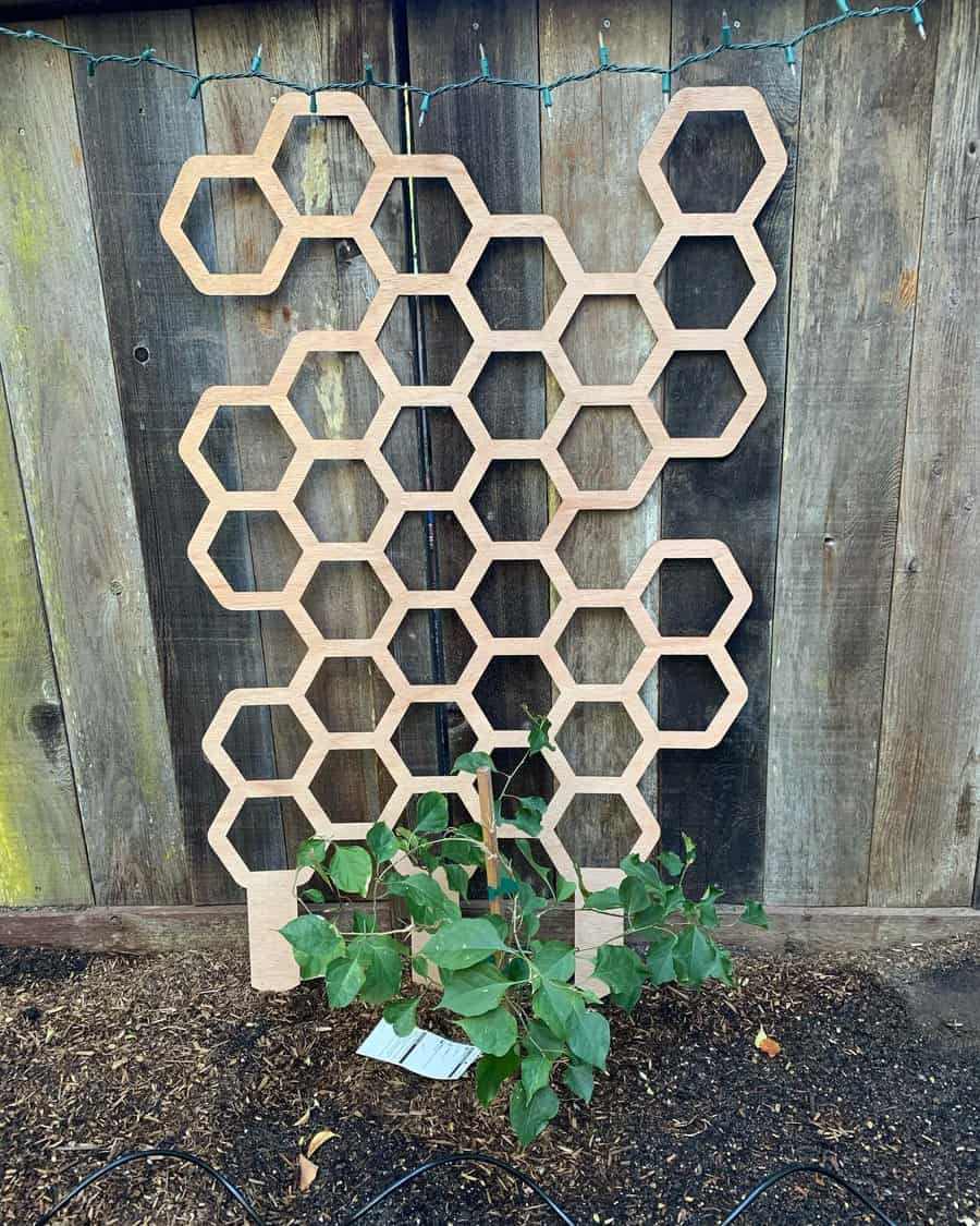 Geometric wooden trellis on a fence with climbing plant