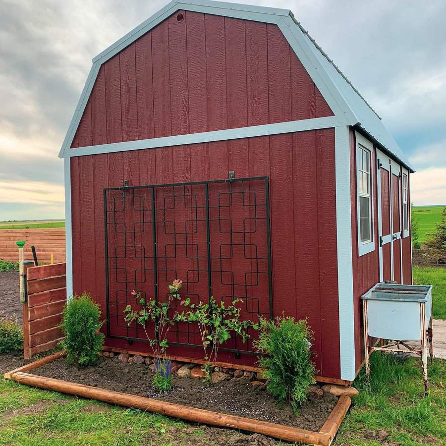 Metal trellis on barn with young plants