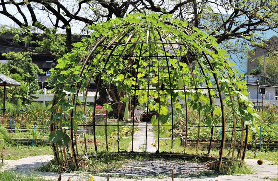 Dome shaped trellis with climbing vines in a garden