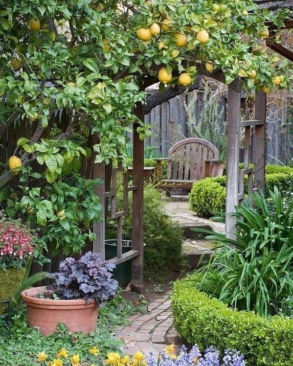 Lemon tree espalier over garden path with bench