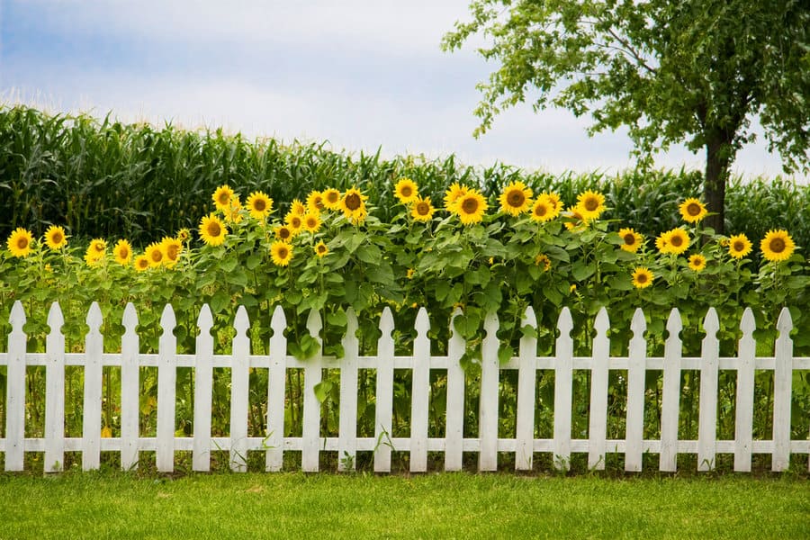 Picket fence garden wall