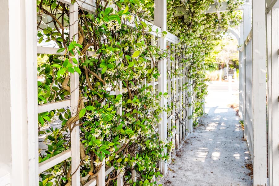 Blooming jasmine on a sunny trellis walkway