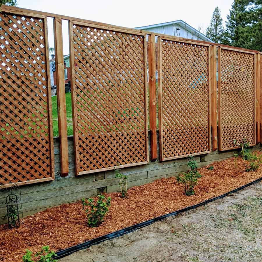 Lattice trellis on fence with young climbing plants