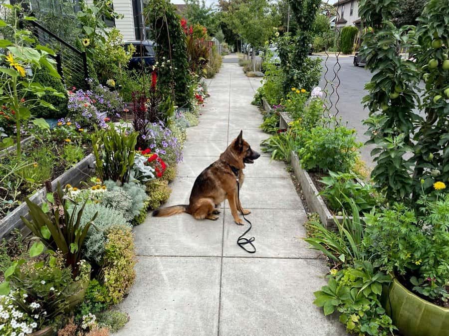 Garden path and walkway