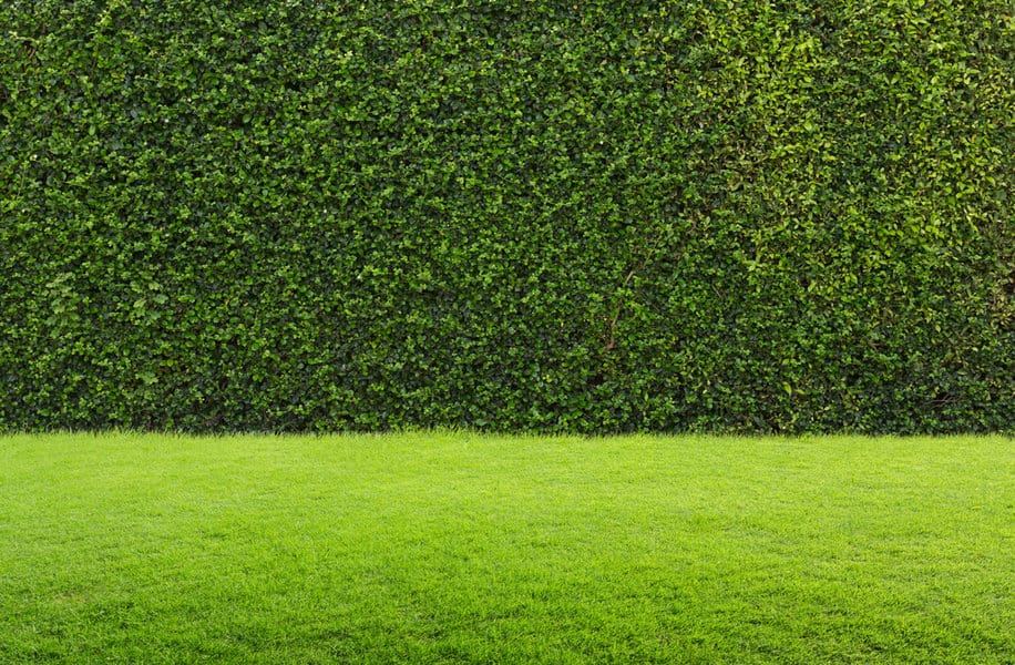 Garden wall with artificial grass 