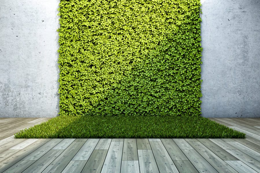 garden wall with trailing plants