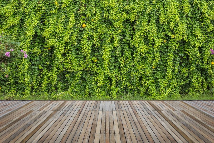 garden wall with trailing plants 