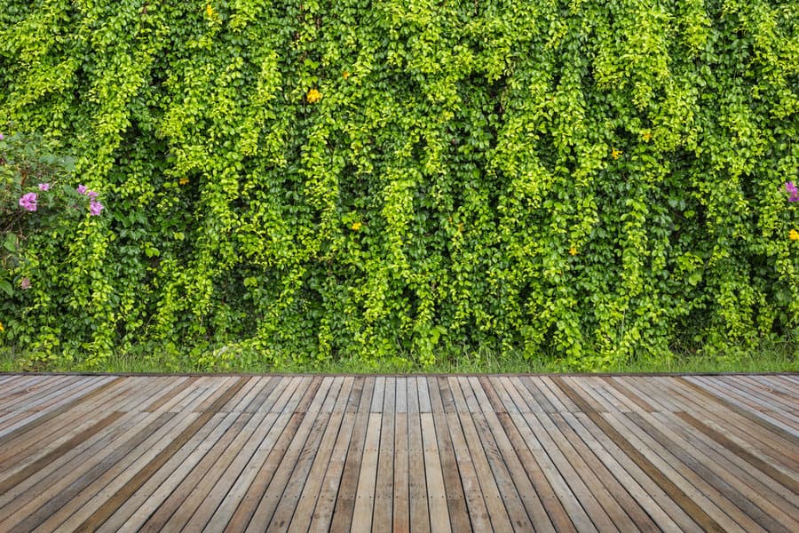 Garden wall with trailing plants 