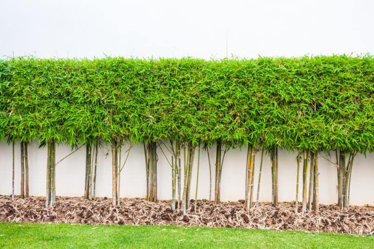 14 Garden Wall Ideas for Your Landscape