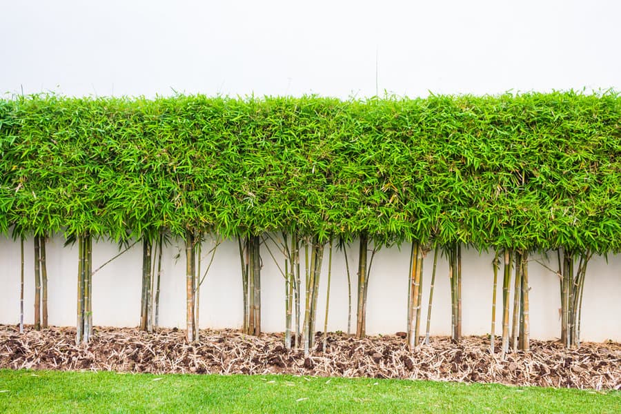 Garden wall with trimmed bushes