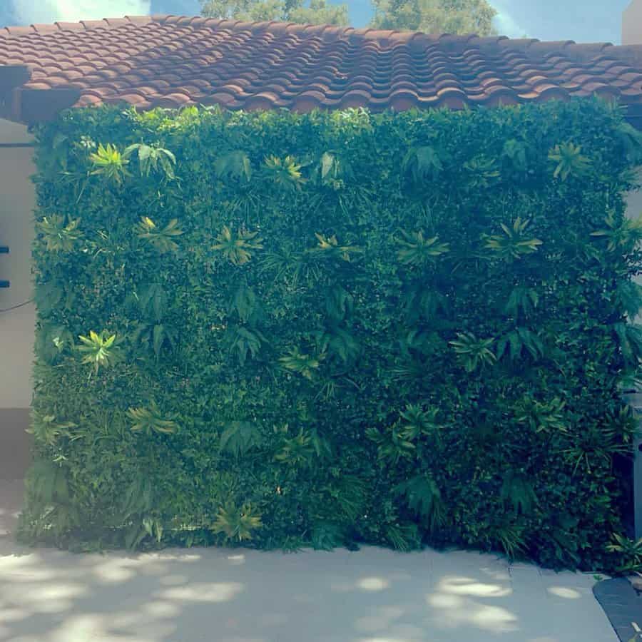 Garden wall with trailing plants