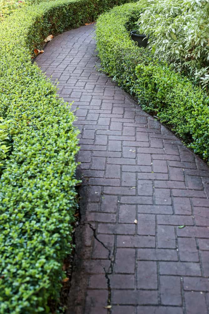 walk path framed with hedges