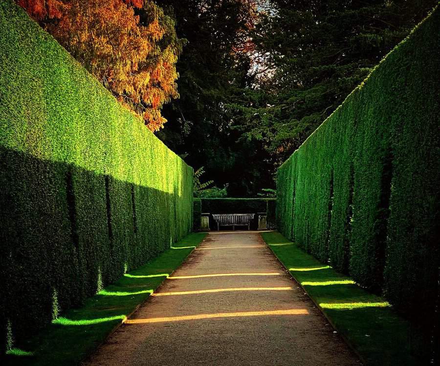 Hedge pathway