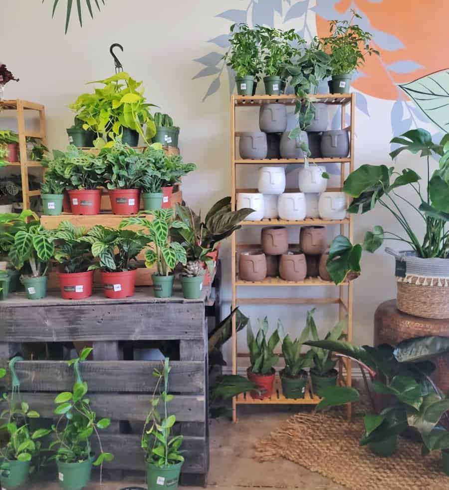 Indoor plant shelf