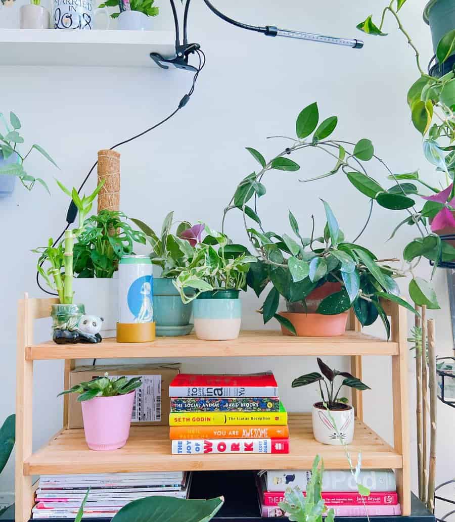 Indoor plant shelf