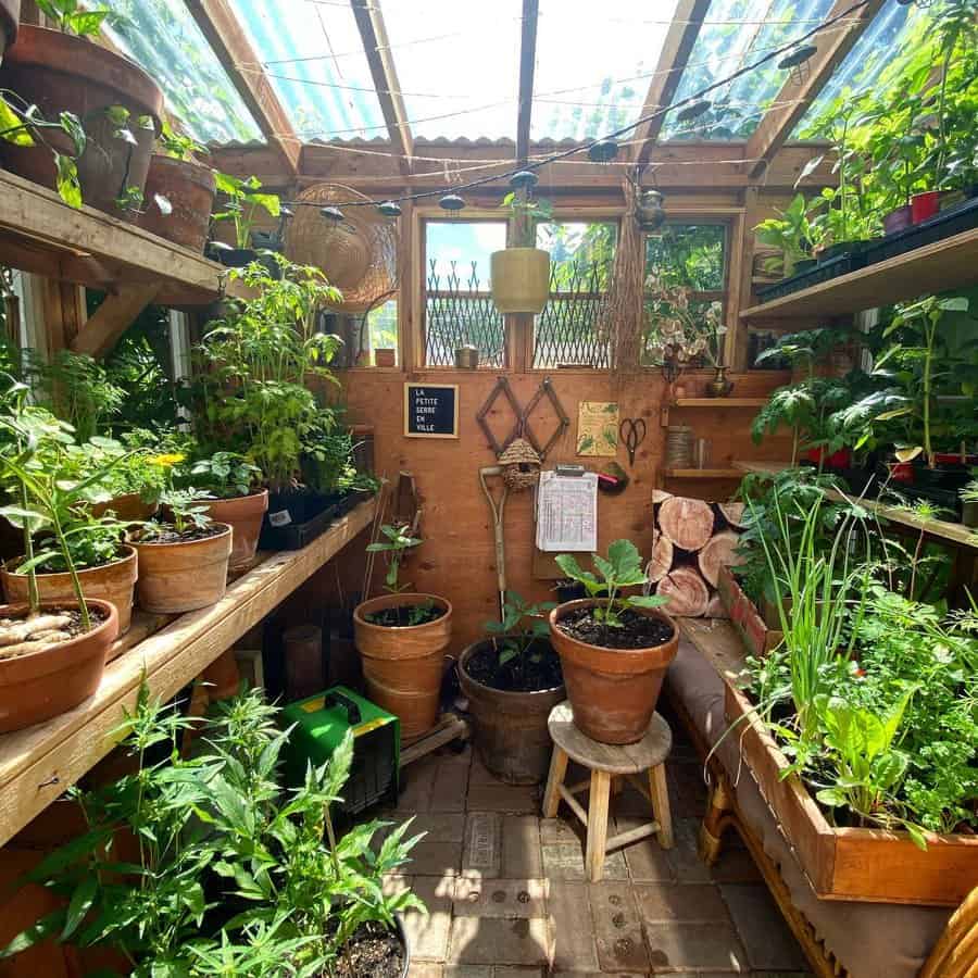 Lush plants flourishing inside a greenhouse