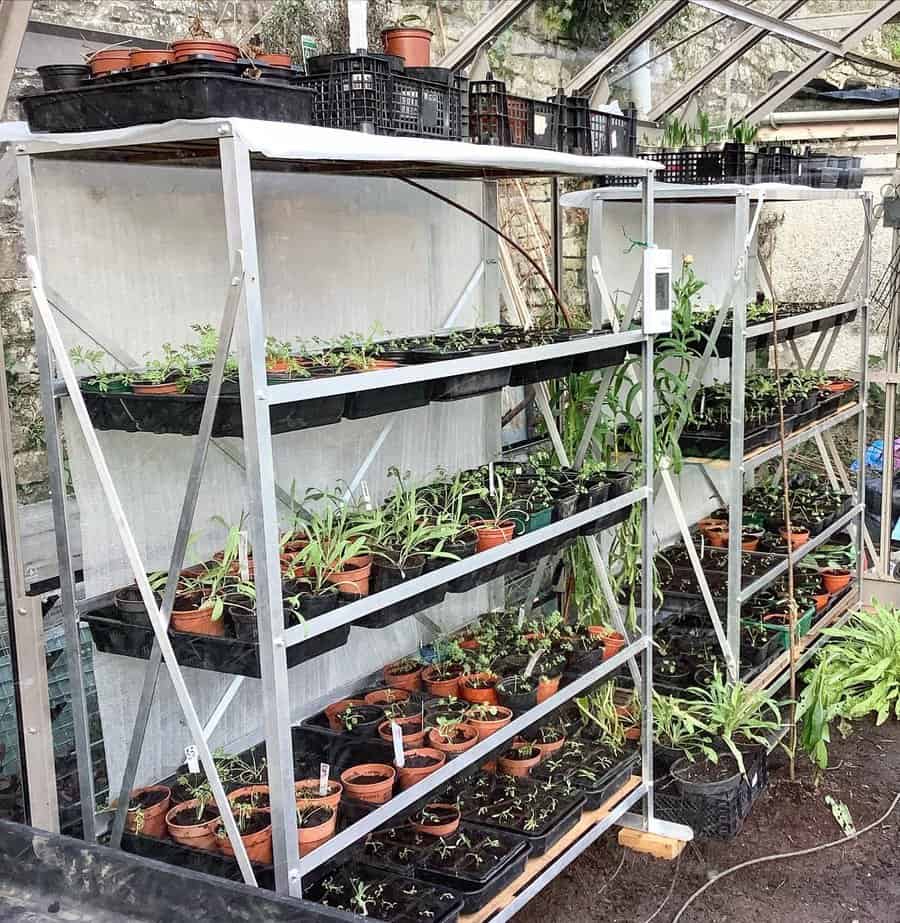 An array of plants in a greenhouse on shelves