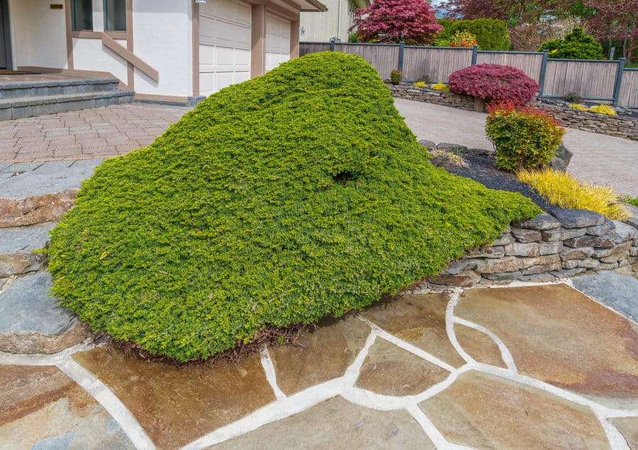 Flagstone walkway