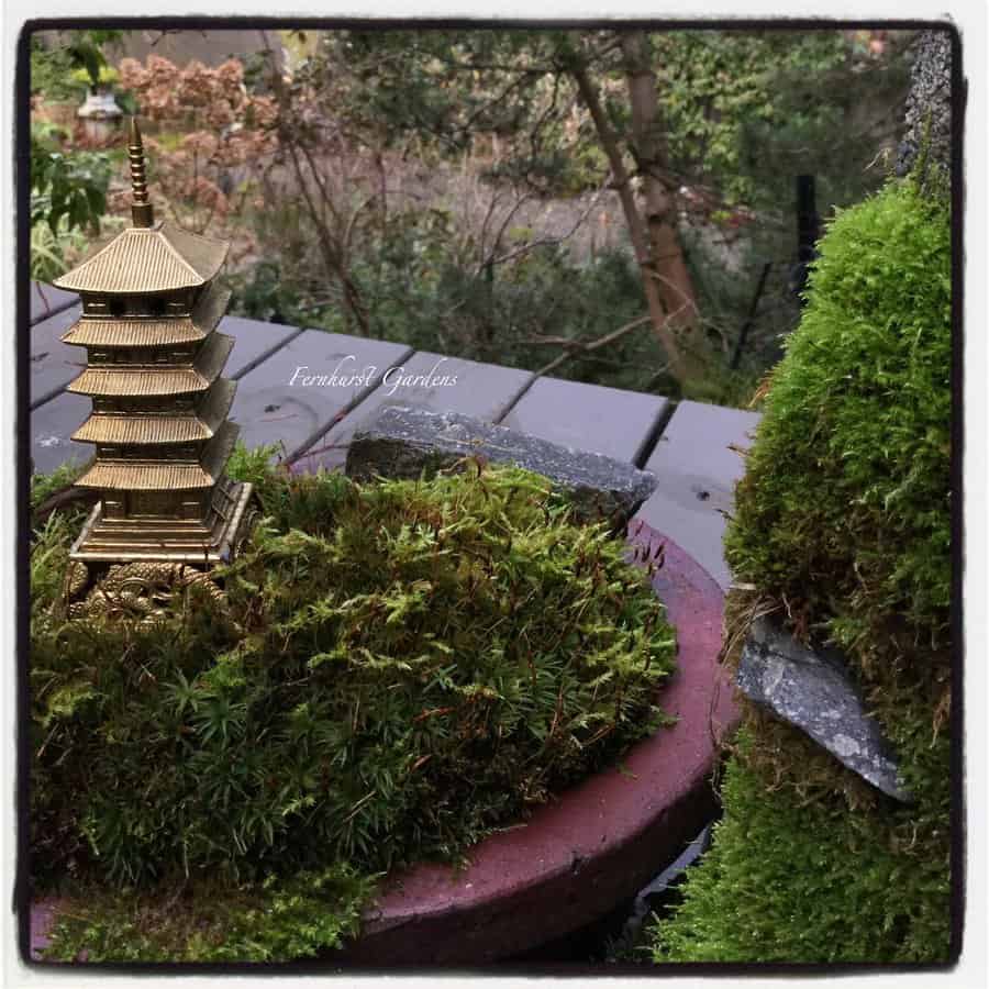 Potted table moss