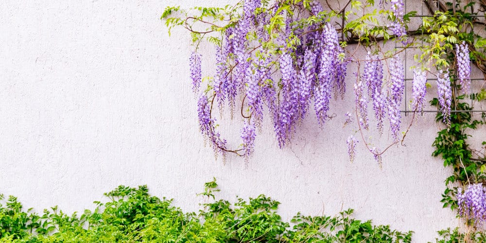 White garden wall